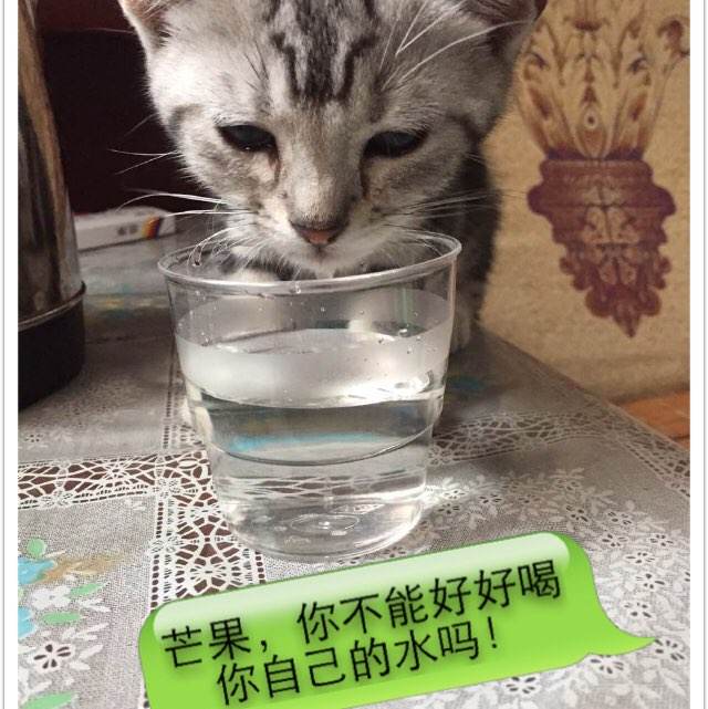 买个假爱尔兰护照